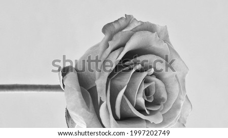 A single Rose selectively focused and photographed closely.  Presented in black and white.