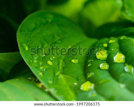 background of large tropical leaves with drops of morning dew