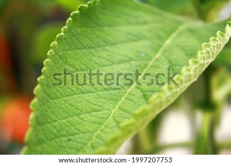 Macro picture of leaf. Details, grooves