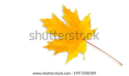 Isolated maple leaf, autumn leaves, tree foliage, red other orange, white background free, early November, autumn plant color texture.