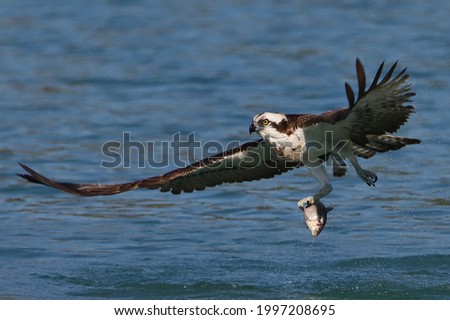 The Osprey, the only species in the family Pandionidae,A fishing specialist, the Osprey is well adapted to its way of life. These birds dive from the air to capture fish near the water's surface.