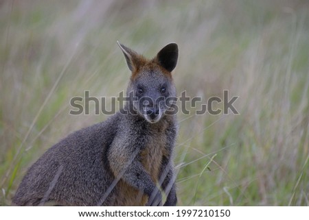 Swamp Wallaby in Melbourne, Australia