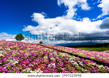 Living stone daisy flower field blooming in Kuju Flower Park