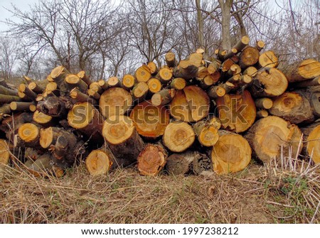firewood from fruit trees, spring garden pruning

