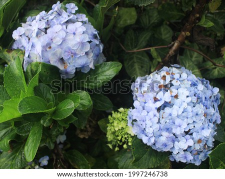 beautiful and romantic mountain hydrangea flowers are blue, and colorful