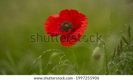 A vibrant red poppy fully opened and watered by recent rain, covered in raindrops and surrounded by grass in a natural setting