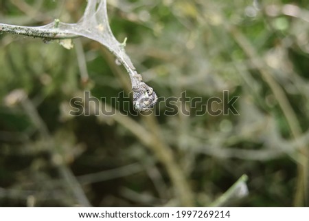 Web of the spider moth in all kinds of bushes in Nieuwerkerk aan den IJssel in the Netherlands