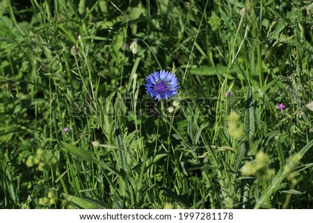 Blue purple flowers of the Cornflower which grows in the wild in the Netherlands