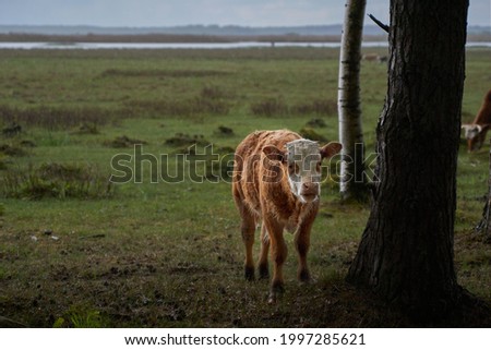 Adorable cow in the pasture in rainy day. High quality photo Royalty-Free Stock Photo #1997285621