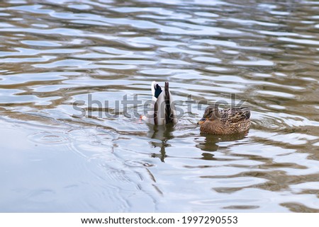 Swimming ducks on the city lake