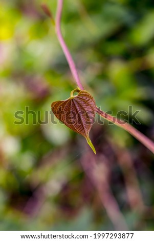 wild yam leaf with depthfield and blurry background. heart shaped leaf in nature 
