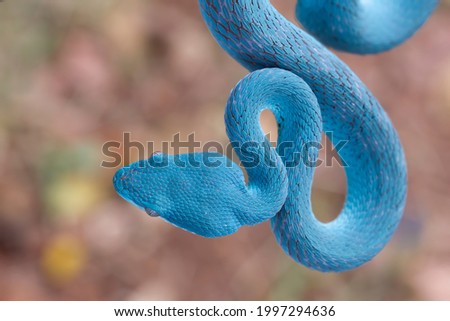 Blue viper snake on branch, viper snake ready to attack, blue insularis snake, animal closeup Royalty-Free Stock Photo #1997294636