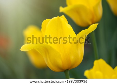 Colorful yellow tulips blossom in spring. Natural sprintime background.