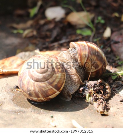 Photo of two snail in summer