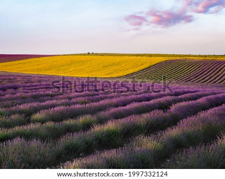 Lavender field. Beautiful rural landscape background