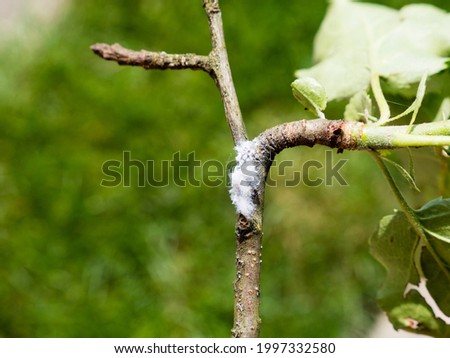 wooly aphid on apple branch with white cotton-like secretion as adults often have long tendrils of accumulated wax