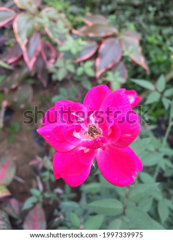 Rosa spithamea is a species of rose known by the common names ground rose and coast ground rose. It is native to Oregon and California, where it grows in forest and chaparral habitats.