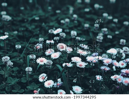 Vintage Wild Chamomile Flowers.  Beautiful Nature Background.  Many Daisies in the Summer Field.