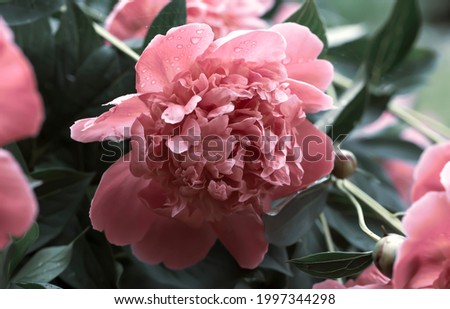 Pink Peony in the Summer Garden.  Pastel Floral Wallpaper, Background from Flower Petals.  