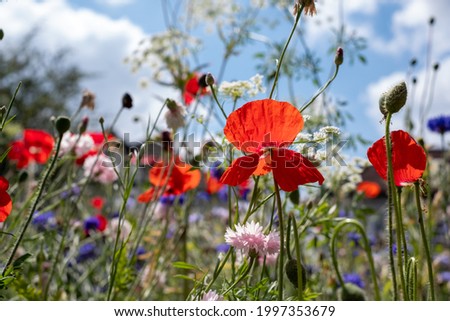 Variety of wild flowers including poppies, cornflowers and cow parsely, growing on a grass verge next to the road in Eastcote, Hillingdon, in the London suburbs, UK. Blue sky in the background. Royalty-Free Stock Photo #1997353679
