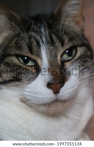Gorgeous cat laid in the outside staring at front with a fluffy grey and brown fur and a wooden background