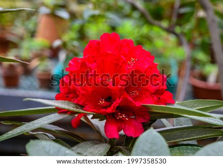 Rhododendron Buzuki. Botanical Garden. beautiful green plants. bright red flower.