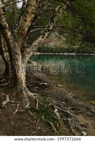 Picture of wild green lake in the forest. Explore asian forest. Wild tree with roots