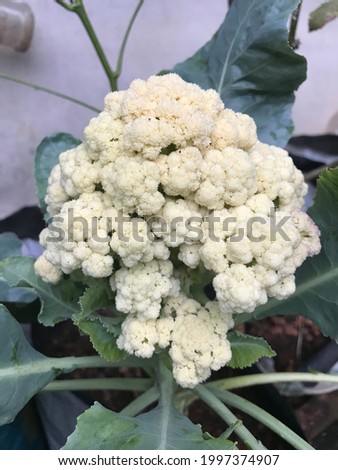A picture of a Cauliflower