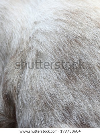 Animal's fur texture