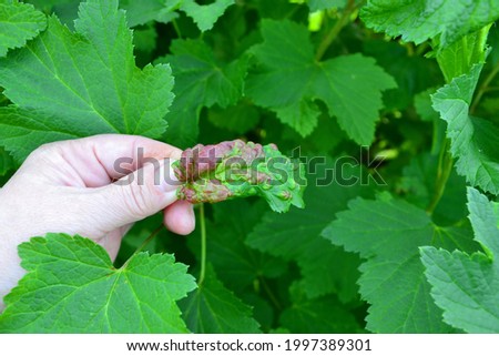The agronomist holds in his hand a twisted leaf with red spots of a currant bush with signs of a disease-anthracnose.A currant leaf affected by a fungus.The concept of farming, care of shrubs.