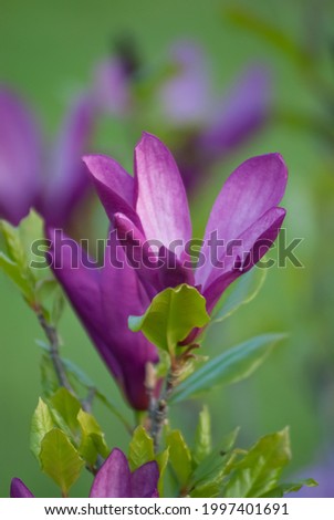Magnolia liliiflora, beautiful purple flowers on a green background 