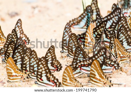 a family of yellow butterfly resting on the river bank