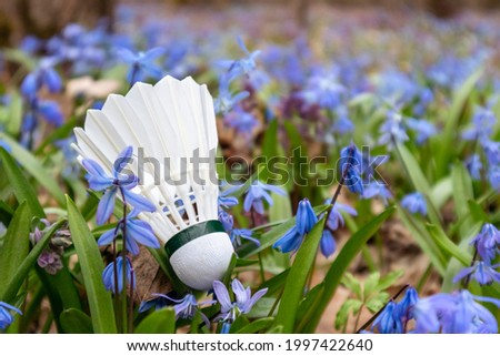 Badminton white feather shuttlecock close-up in spring blue scilla flowers lawn. Play sports activity outdoors on fresh air.