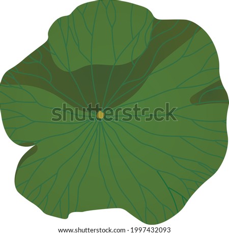 Vector illustration of a lotus leaf. A flat leaf with pronounced veins on a white background. Botany. 