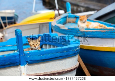 Two cats in colourful boat on sunset in Sicily, Italy. Two kittens hiding in the boat