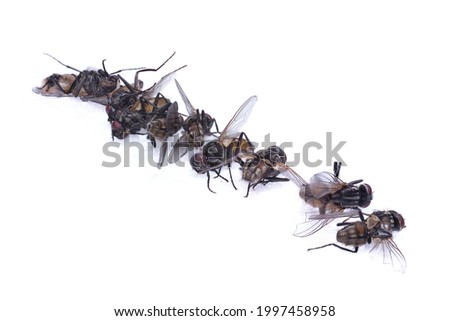 many dead flies on a white background lie in a diagonal row. high resolution close-up photography