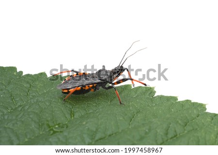 a red striped beetle kissing a pipe-nosed beetle against a background of a green leaf and water.