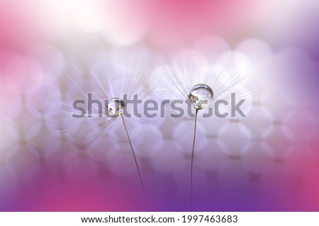 Beautiful Nature Background.Floral Art Design.Abstract Macro Photography.Pastel Flower.Dandelion Flowers.Pink Background.Creative Artistic Wallpaper.Wedding Invitation.Celebration,love.Close up View.