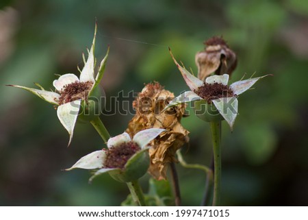 horizontal photo
 macro of three flowers in nature