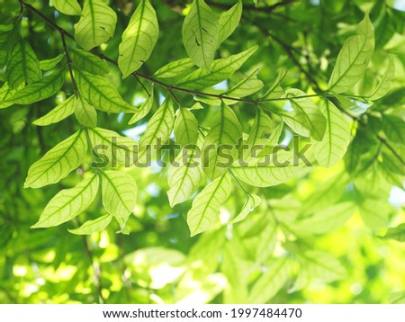 blur organic colourful plant leaves shallow depth of field under natural sunlight and dark environment in home garden outdoor for peaceful mood backdrop or background