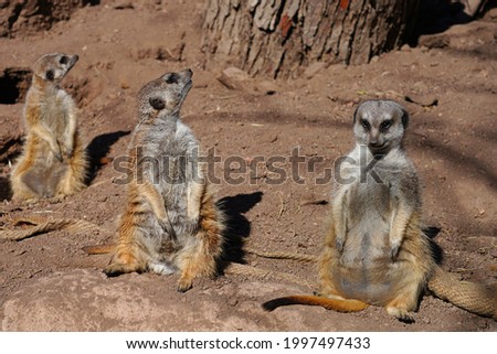 View of a three meerkat (suricate Suricata suricatta) standing up