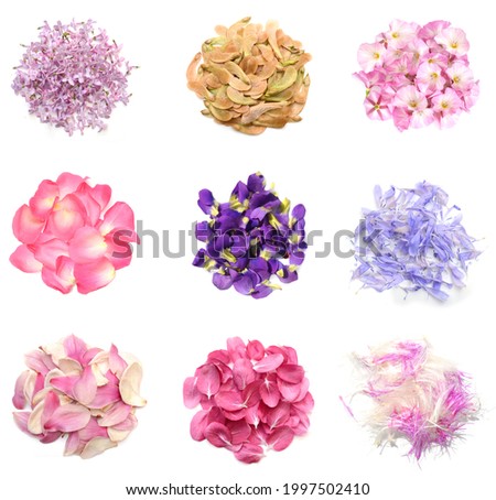Set of sesonal flower petals on white background