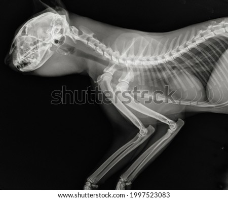 Cat thoracic radiography. Feline head neck and chest x ray. Royalty-Free Stock Photo #1997523083