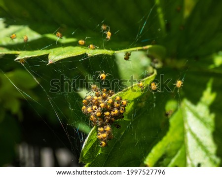 Macro shot of Tiny yellow spiderlings of European garden spider, diadem spider, orangie, cross spider or crowned orb weaver (Araneus diadematus) beginning to disperse in an orb web on a green leaf Royalty-Free Stock Photo #1997527796