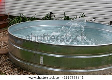 Stock tank swimming pool in a yard