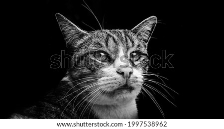 Black and white portrait of a tabby and white cat. Male tabby and white cat portrait isolated on black background.