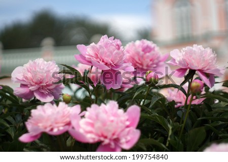 Blooming peonies on background unfocused Palace                               