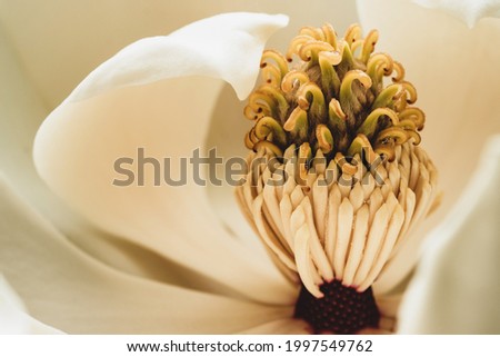 the core of southern magnolia flower