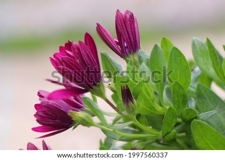 Blooming of purple Osteospermum flowers. Daisybushes or African daisies