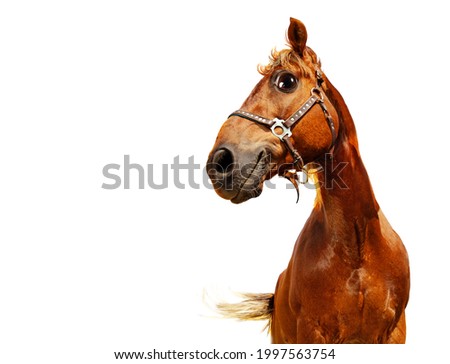 Happy confident funny head of a horse, isolated